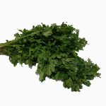 Cilantro
