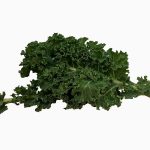 Kale